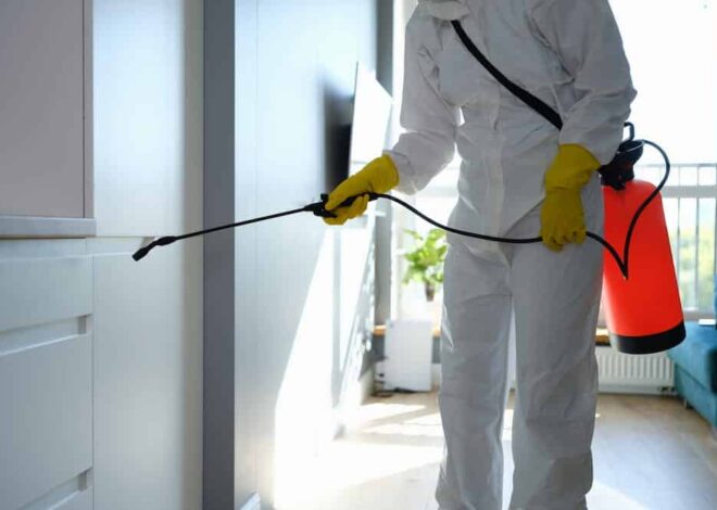 The Dangers of DIY Pest Control: When to Call The Professionals